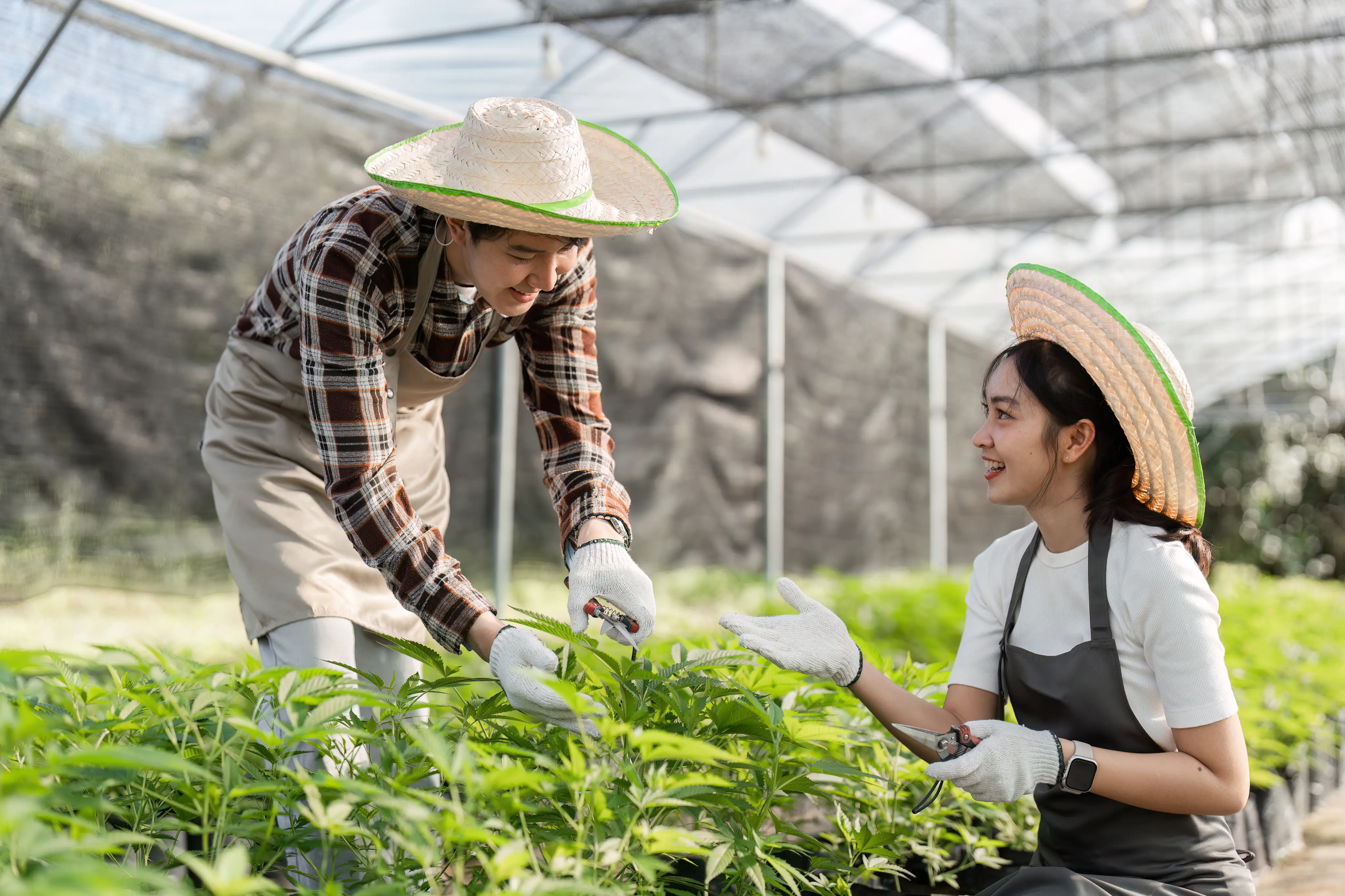 Hemp Dispensary Payment Processing